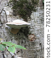 A large mushroom that grows on the trunk of a tree 78250231