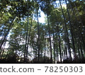 A refreshing bamboo forest landscape with a blue sky 78250303