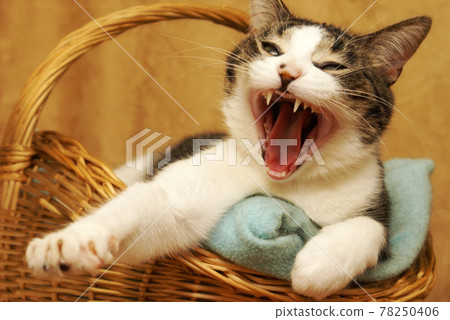 Yawning Cat 78250406