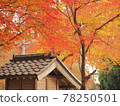 秋葉和寺廟 78250501