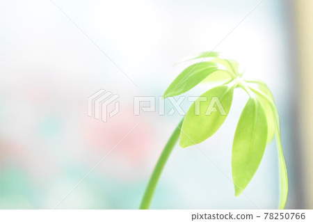 新款家庭迷你苔蘚球 78250766