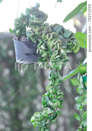 Hoya carnosa compacta,Hoya Compacta Hoya carnosa compacta,Hoya Compacta 78251059