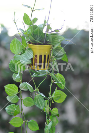 Dischidia Watermelon or Hoya Watermelon or Watermelon Dischidia 78251063