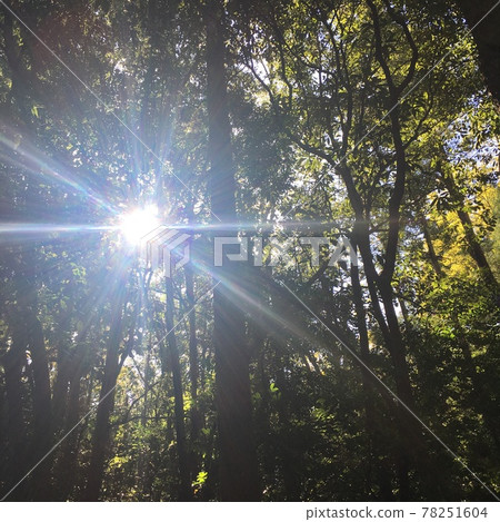 Sunbeams 78251604