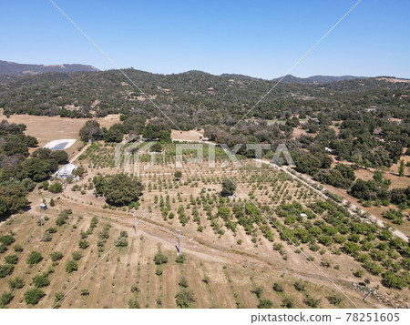 Aerial view of apple tree land in Julian, town famous for its apples and apple pie. California, USA 78251605