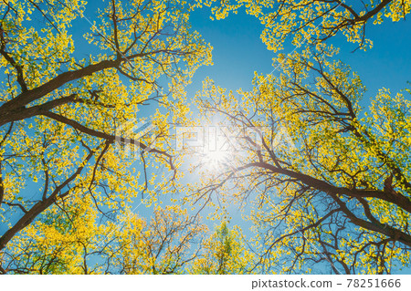 Sun Shining Through Canopy Of Tall Trees With Young Spring Folliage Leaves Lush. Sunlight In Deciduous Forest, Summer Nature. Upper Branches Of Woods. Sunrays Sun Rays Shine Through Flora Woods In Sun Shining Through Canopy Of Tall Trees With Young Spring Folliage Leaves Lush. Sunlight In Deciduous Forest, Summer Nature. Upper Branches Of Woods. Sunrays Sun Rays Shine Through Flora Woods In 78251666