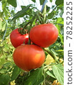 It was delicious and fruitful 78252225