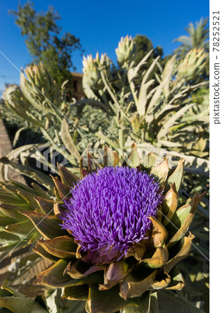 Artichoke flower 78252521