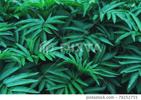 Dark green foliage of forest vegetation as a natural background. Dark green foliage of forest vegetation as a natural background. 78252755