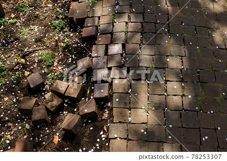 Crumbling brick promenade in a park with cherry blossom petals Crumbling brick promenade in a park with cherry blossom petals 78253307