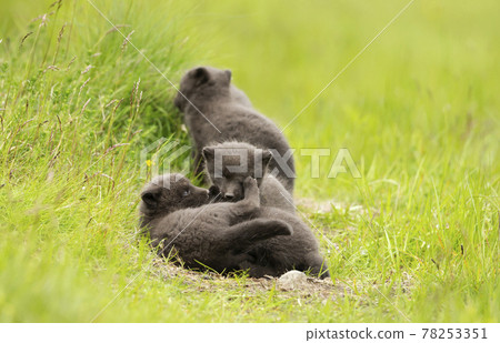Close up of playful Arctic Fox cubs in green grass Close up of playful Arctic Fox cubs in green grass 78253351