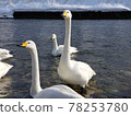Swan raising his neck 78253780
