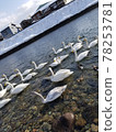 Swans against the flow 78253781