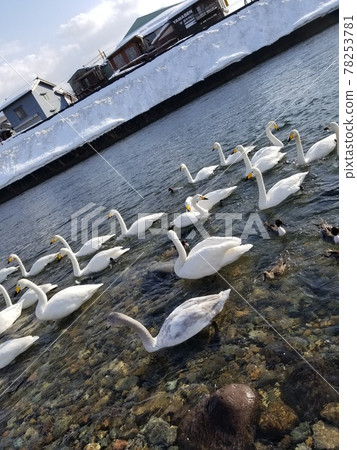 Swans against the flow 78253781