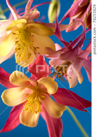 Bouquet of Aquilegia glandulosa flowers against a dark background. Floral wallpaper with aquilegia flowers. Bouquet of Aquilegia glandulosa flowers against a dark background. Floral wallpaper with aquilegia flowers. 78253829