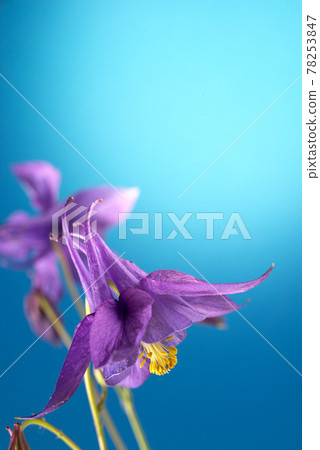 Beautiful Aquilegia glandulosa against bright blue background. Floral wallpaper with aquilegia flower. Beautiful Aquilegia glandulosa against bright blue background. Floral wallpaper with aquilegia flower. 78253847