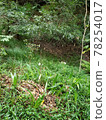 Green mountain 78254017