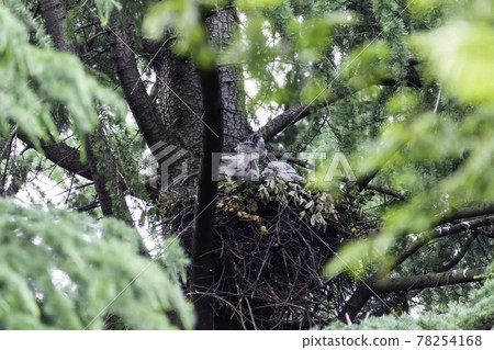 Goshawk chicks fed by parent birds and growing quickly Goshawk chicks fed by parent birds and growing quickly 78254168