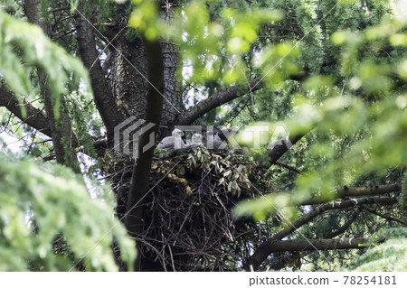 Goshawk chicks fed by parent birds and growing quickly Goshawk chicks fed by parent birds and growing quickly 78254181