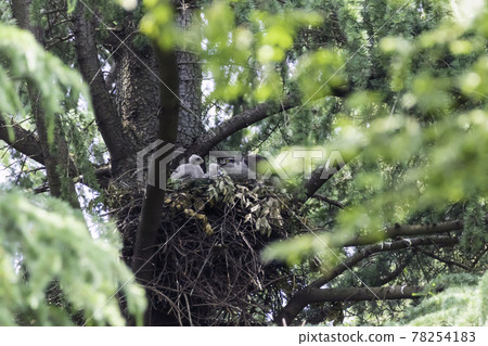 Goshawk chicks fed by parent birds and growing quickly Goshawk chicks fed by parent birds and growing quickly 78254183