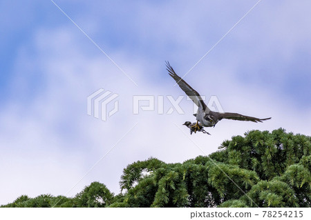 A goshawk that grabs its prey and flies to its chicks A goshawk that grabs its prey and flies to its chicks 78254215