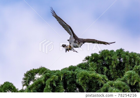 一隻蒼鷹抓住它的獵物並飛向它的小雞 78254216