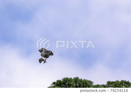 A goshawk that grabs its prey and flies to its chicks 78254218