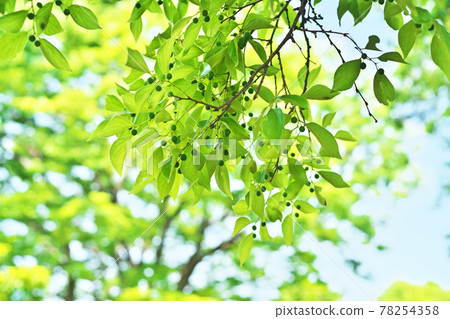 Green fruit of celtis sinensis Green fruit of celtis sinensis 78254358