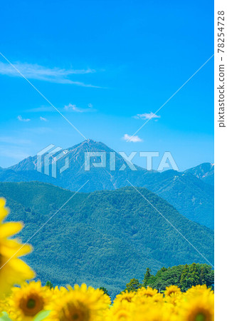 上念山、盛開的向日葵田和藍天[長野縣] 78254728