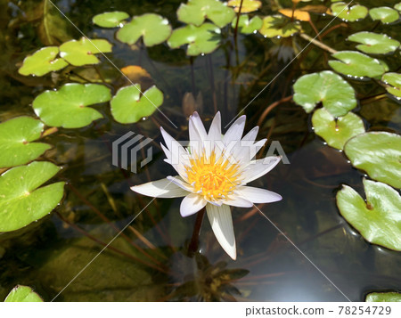 Blooming white nymphea closeup (Lat. - nymphaea caerulea) Blooming white nymphea closeup (Lat. - nymphaea caerulea) 78254729