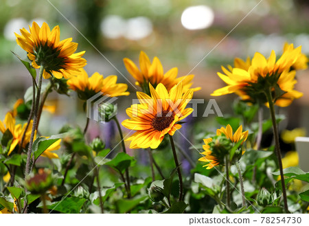 Blooming Helianthus (Latin - Heliantus annuus) Blooming Helianthus (Latin - Heliantus annuus) 78254730