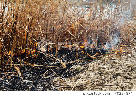 Strong fire in the forest on the lake. A lot of smoke on the background of the trees. Ashes, and fire on dry grass, close-up. Large black burned area on the river bank. Strong fire in the forest on the lake. A lot of smoke on the background of the trees. Ashes, and fire on dry grass, close-up. Large black burned area on the river bank. 78254874