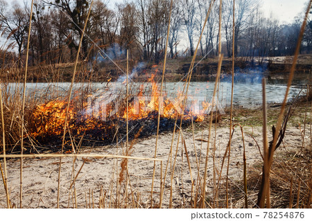 Strong fire in the forest on the lake. A lot of smoke on the background of the trees. Ashes, and fire on dry grass, close-up. Large black burned area on the river bank. Strong fire in the forest on the lake. A lot of smoke on the background of the trees. Ashes, and fire on dry grass, close-up. Large black burned area on the river bank. 78254876