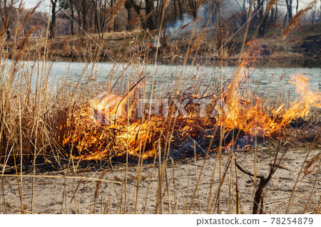 Strong fire in the forest on the lake. A lot of smoke on the background of the trees. Ashes, and fire on dry grass, close-up. Large black burned area on the river bank. Strong fire in the forest on the lake. A lot of smoke on the background of the trees. Ashes, and fire on dry grass, close-up. Large black burned area on the river bank. 78254879