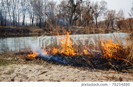 Strong fire in the forest on the lake. A lot of smoke on the background of the trees. Ashes, and fire on dry grass, close-up. Large black burned area on the river bank. Strong fire in the forest on the lake. A lot of smoke on the background of the trees. Ashes, and fire on dry grass, close-up. Large black burned area on the river bank. 78254880