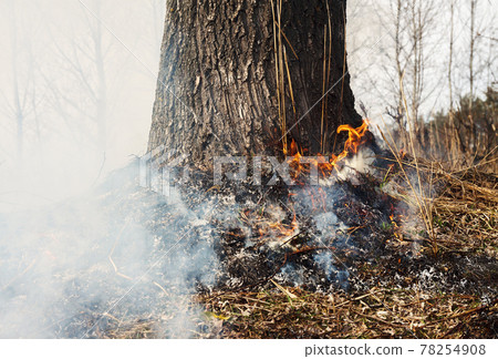 Strong fire in the forest on the lake. A lot of smoke on the background of the trees. Ashes, and fire on dry grass, close-up. Large black burned area on the river bank. 78254908