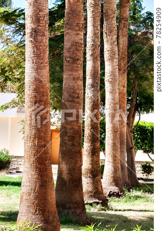 Rows of palm trees along a road 78254909