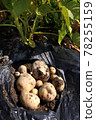 Potato Harvest 78255159