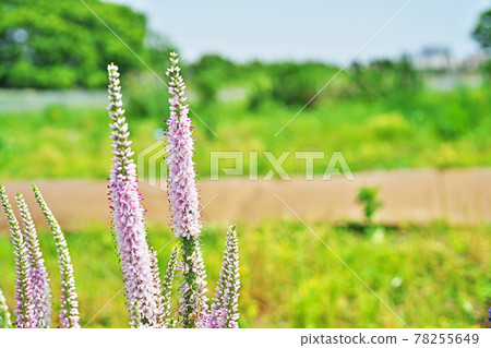 Veronica longifolia flowers growing straight 78255649