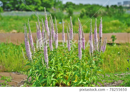 Veronica longifolia flowers growing straight Veronica longifolia flowers growing straight 78255650