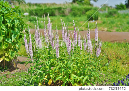 Veronica longifolia flowers growing straight Veronica longifolia flowers growing straight 78255652