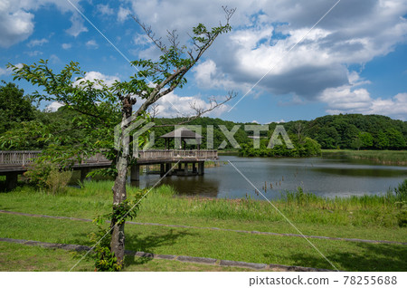 Matsudo City: Forest and Plaza in the 21st Century 78255688