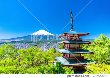 《Yamanashi Prefecture》 Mt. Fuji, fresh greenery and five-storied pagoda, Arakurayama Sengen Park 《Yamanashi Prefecture》 Mt. Fuji, fresh greenery and five-storied pagoda, Arakurayama Sengen Park 78255865