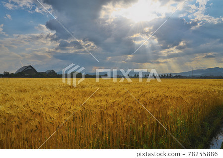 Angel's ladder to the wheat field 78255886