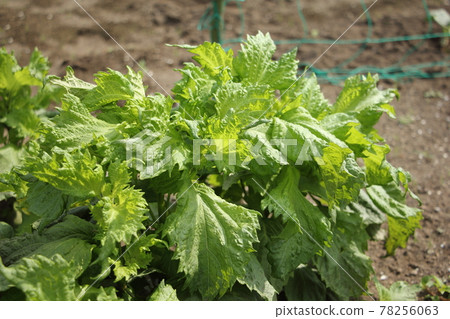 Cultivation of perilla 78256063