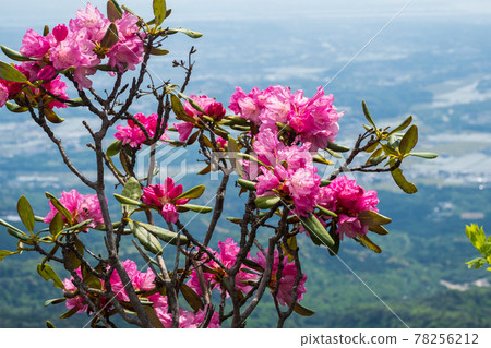 Honshakunage blooming on the ridgeline of the Suzuka Mountains 78256212