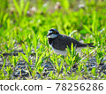 Little ringed plover in the field 78256286