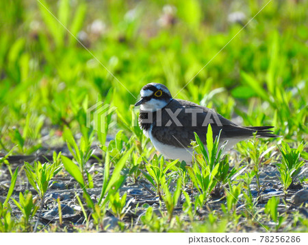 Little ringed plover in the field Little ringed plover in the field 78256286