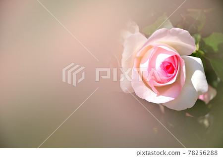 May Roses-Soft Tones 78256288