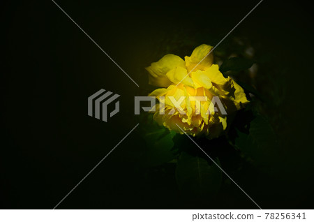 May Roses-Soft Tones May Roses-Soft Tones 78256341
